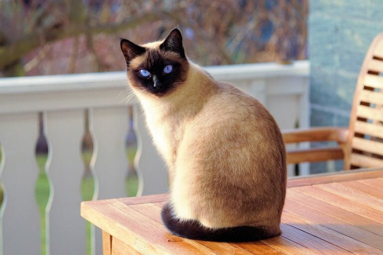 Do Siamese Cats Change Color? All 6 Reasons Why They Do!