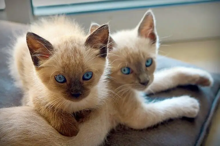 Do Siamese Cats Like to Be Held? 4 Ways on How to Snuggle With Them!