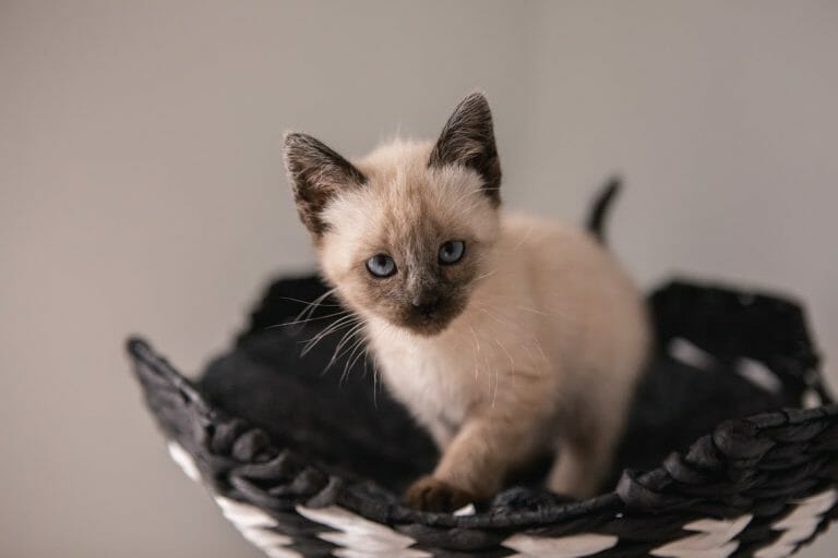 What Kind of Siamese Cat Do I Have? All 12 Types You Should Know