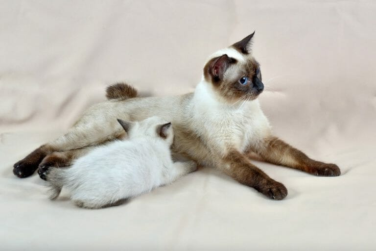 How Many Kittens Do Siamese Cats Have? 4 Factors That Affect the Litter Size