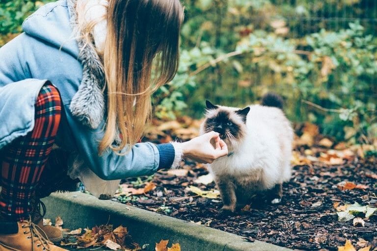 What Does a Siamese Cat Eat? A Detailed Guide to Feeding