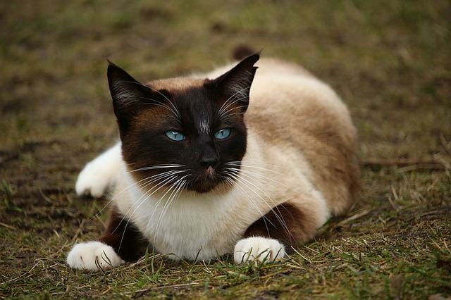 Modern vs. Traditional Siamese Cat: The Similarities and Differences Between Modern and Traditional Siamese Cats