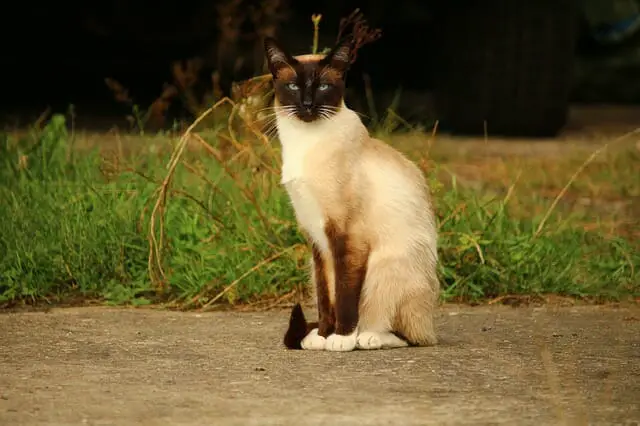 Where Do Siamese Cats Come From: Everything You Need to Know About This Cat Breed’s Origin and Popularity