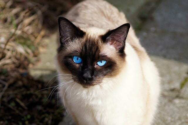 How to Tell if a Siamese Cat Is Purebred: Four Ways to Tell if a Siamese Cat Is Purebred