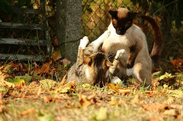 What Siamese Cats Like to Do: Things Siamese Cats Like Doing