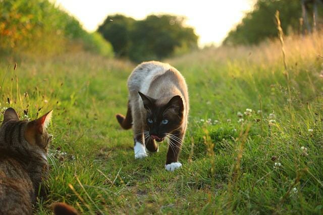 How Much Do Siamese Cats Weigh: Factors Affecting the Weight of Siamese Cats and Why Maintain Their Weight