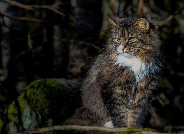 What Do Norwegian Forest Cats Eat in the Wild: Understanding the Norwegian Forest Cat’s Diet in the Wild