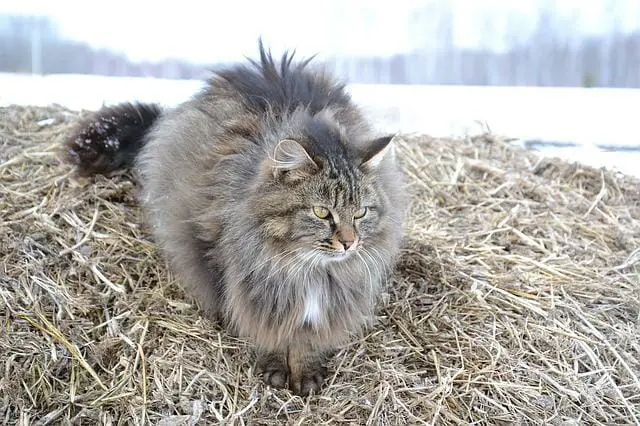 The Siberian Cat Vs. The Maine Coon: Which Is The Best House Pet?