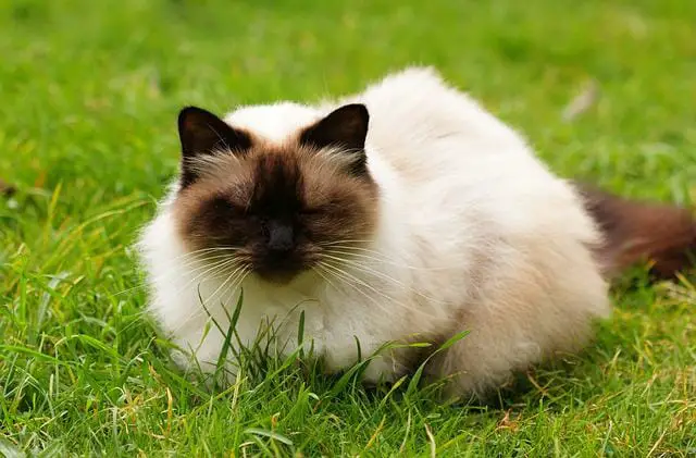 Himalayan Cat vs. Siamese Cat: Similarities and Differences of Himalayan Cat and Siamese Cat