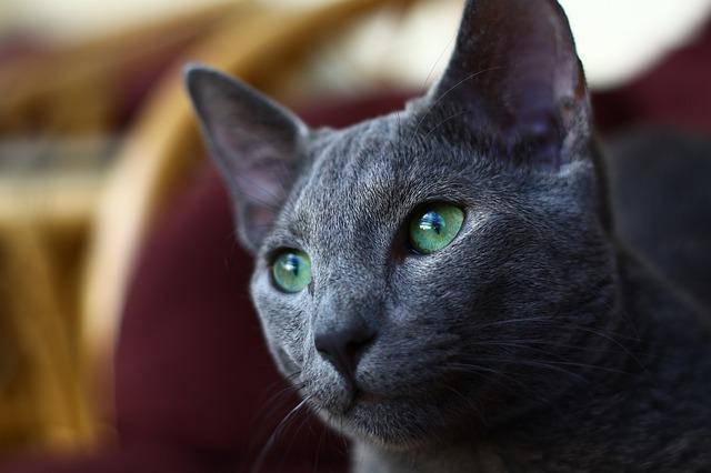 Do Russian Blue Cats Get Along With Dogs: Russian Blue Cats and Dogs As Companions