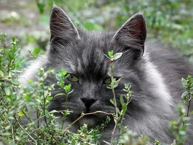 Which One Is Right For You? The Russian Blue Or The Siberian Cat