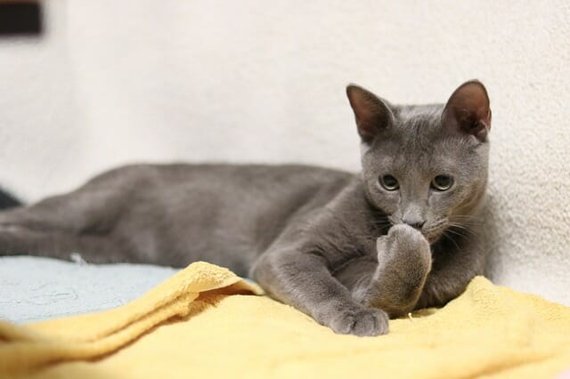 Can Russian Blue Cats Have Long Hair: What You Need to Know About Russian Blue Cat’s Hair