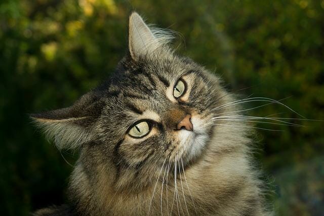 Are Norwegian Forest Cats Rare: Why This Breed Is Uncommon and Its Characteristics