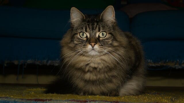 Are Norwegian Forest Cats Good Pets: The Pros and Cons of Having Norweigan Forest Cats as Pets