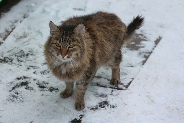 Can Siberian Cats Go Outside? Find Out Here