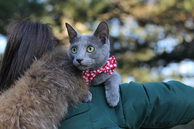 When Do Russian Blue Cats Eyes Turn Green: Common Eye Failure of Russian Blue Cats