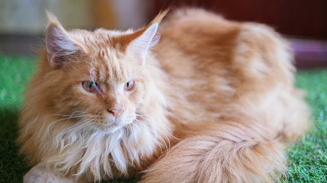Why Are Maine Coon Cats So Big: Reasons Why Maine Coon Cats Are Big