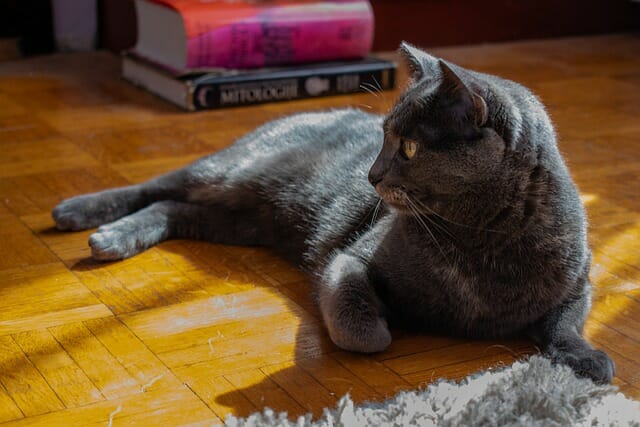 Which Cat Is Right For You? Russian Blue Vs. British Shorthair