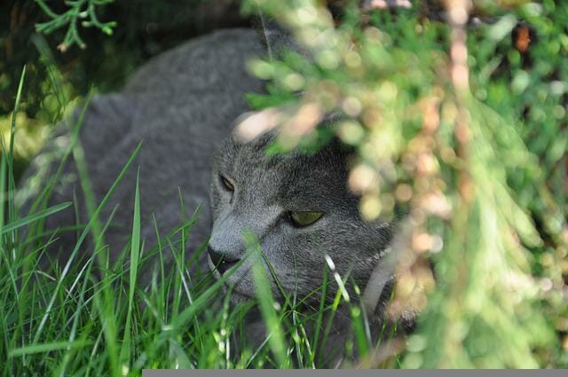 How Big Do Russian Blue Cats Get: All About the Growth of a Russian Blue Cat