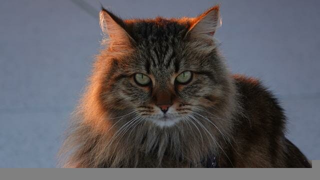 Are Siberian Cats Vocal: Reasons Siberian Cats Get Vocal and What Owners Should Do to Address Them