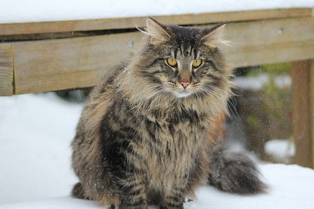 Can You Shave A Norwegian Forest Cat?