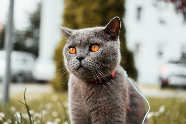 Korat vs. Russian Blue Cat: Similarities and Differences of Korat and Russian Blue Cat