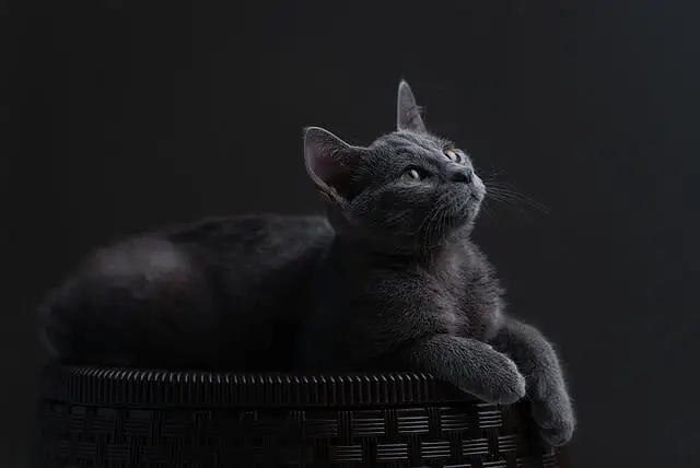 Can Russian Blue Cats Have Yellow Eyes? Here’s What You Need To Know