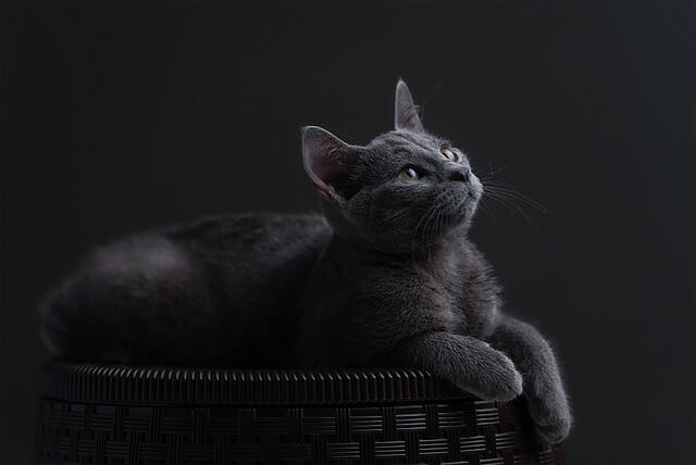 Can Russian Blue Cats Have Yellow Eyes: All About Russian Blue Cat’s Eye