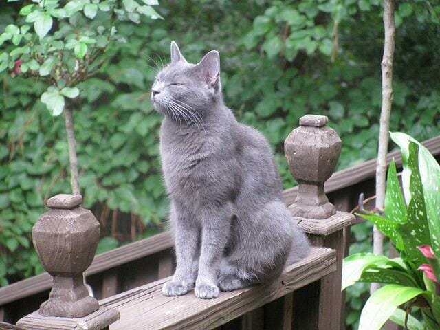 Russian Blue Cats: Are They Hypoallergenic?
