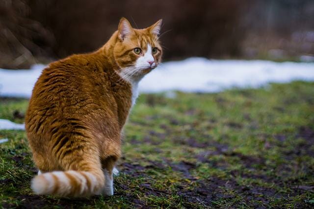 Can You Leave A Siberian Cat Alone?