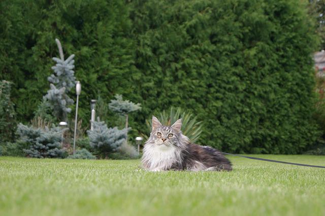 Are Maine Coon Hypoallergenic: Causes of Cat Allergies and How to Deal With It
