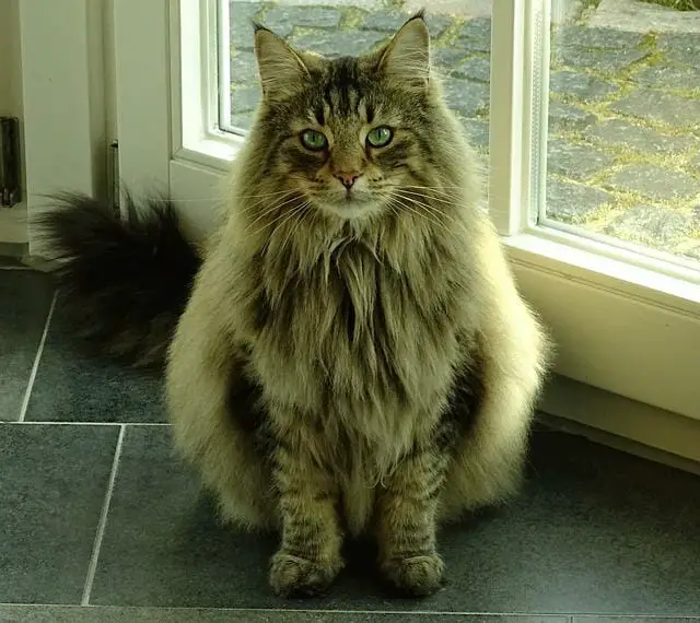 Norwegian Forest Cat vs. Ragdoll: The Similarities and Differences Between Ragdoll and Norweigan Forest Cats