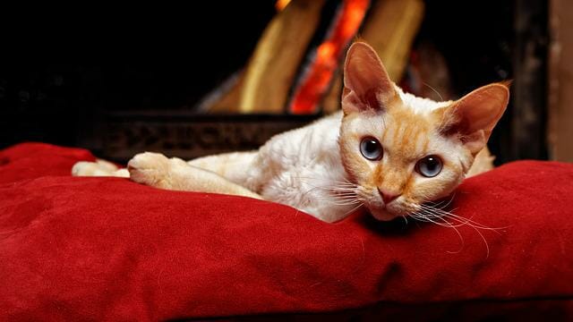 Why Does My Devon Rex Bite: Reasons Why Devon Rex Bite and How to Deal With It