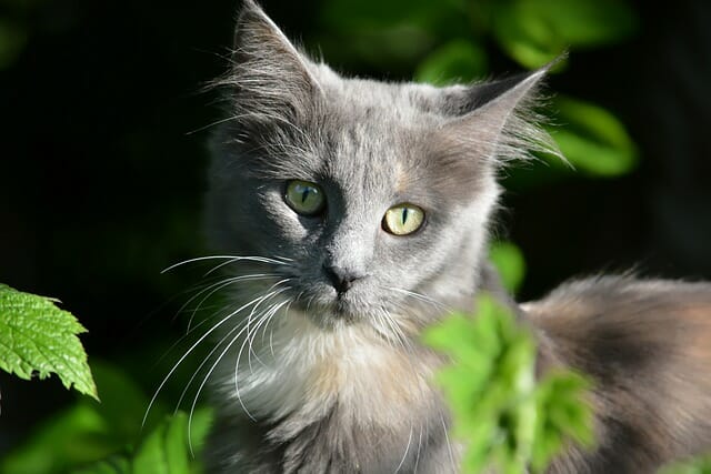 Maine Coon vs. Savannah Cat: Differences and Similarities of Maine Coon and Savannah Cat