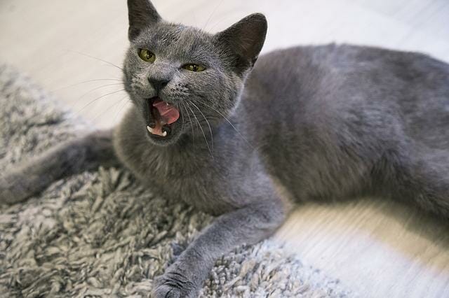 Best Food for Russian Blue Cats: Get to Know the Best Diet for Your Russian Blue Cat