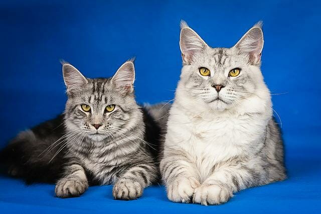 Do Maine Coon Cats Shed: Reasons Why Main Coon Shed and How to Deal With It