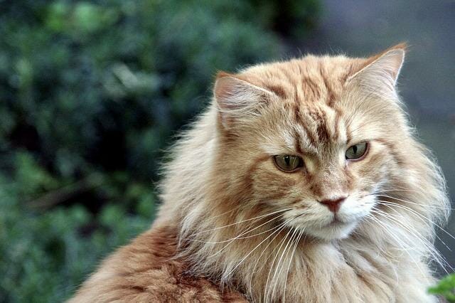 Are Maine Coon Cats Aggressive: Signs and Causes of Aggressive Behavior, and How to Deal With It