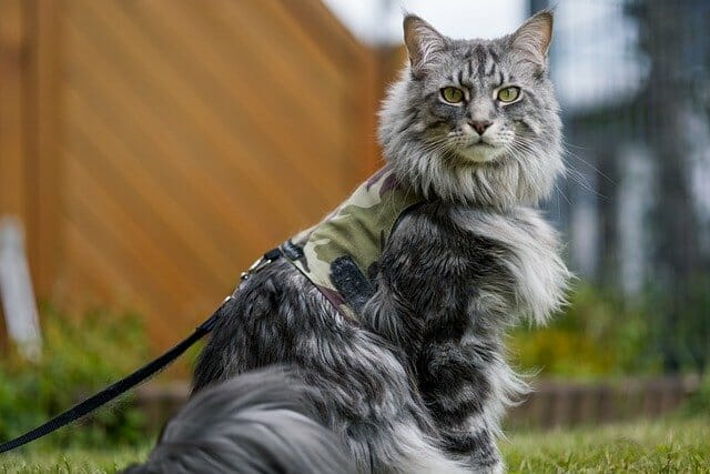 Maine Coon Colors: What They Mean and Why They Are Special
