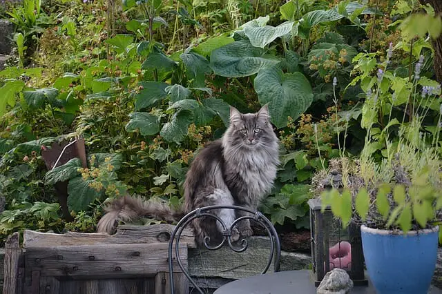 Norwegian Forest Cats: How Much Do They Weigh?