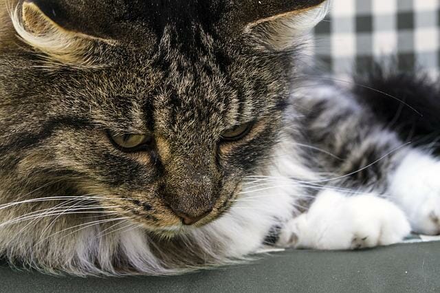 Do Norwegian Forest Cats Like Water?