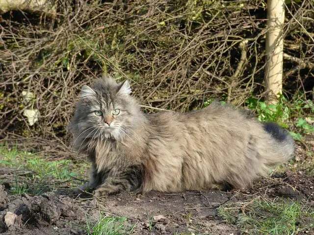 The Norwegian Forest Cat Vs. The Maine Coon: A Comparison Of The Two Most Popular House Cats