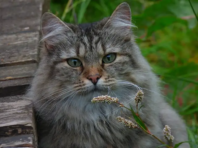Norwegian Forest Cats: What You Need To Know About Their Shedding Habits