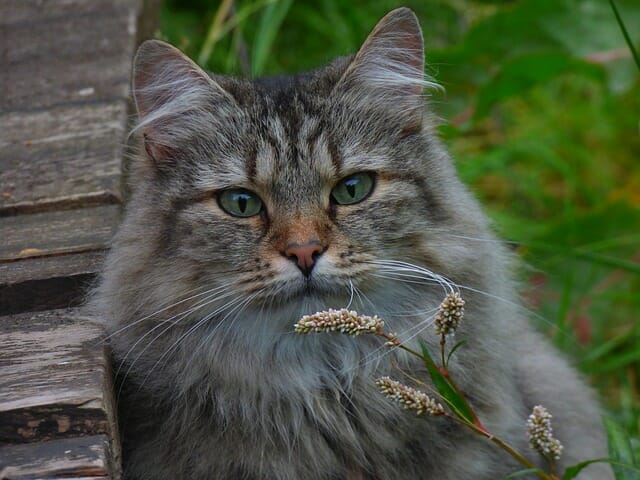 Do Norwegian Forest Cats Shed: Ways to Manage Shedding in This Cat Breed