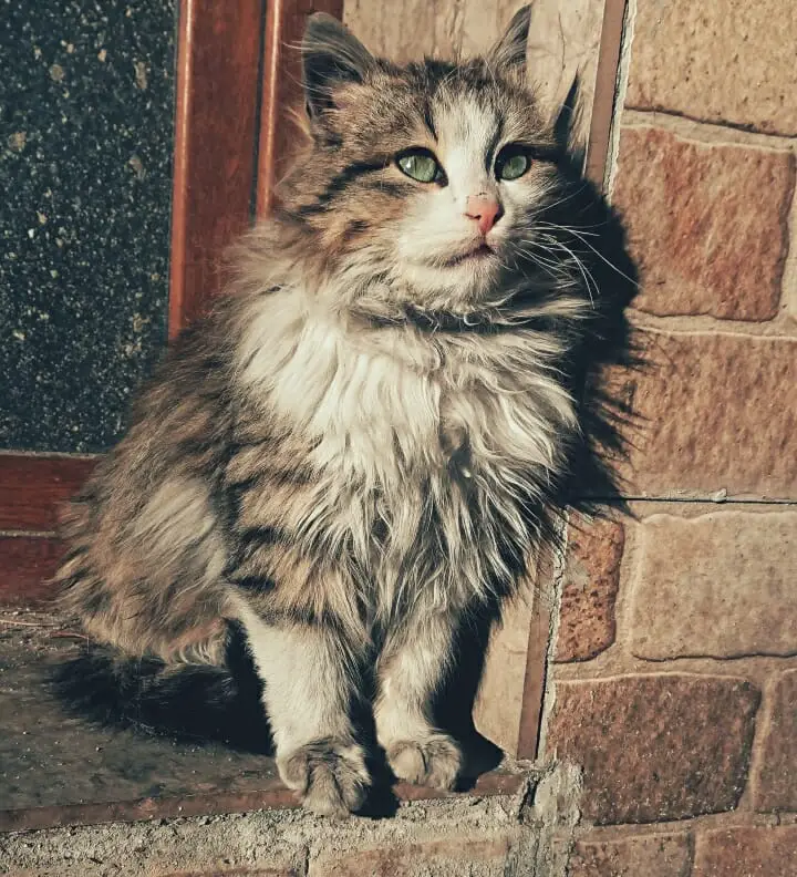 Norwegian Forest Cat Vs. Persian: The Ultimate Cat Comparison