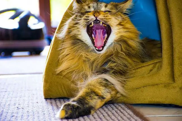 What Do Maine Coon Cats Eat? The Best Feline Foods For These Beautiful Pets