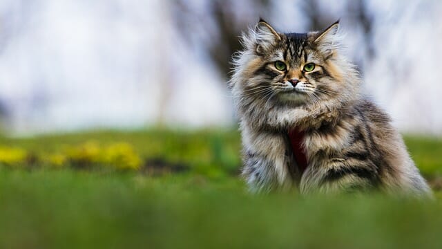 How to Identify a Siberian Cat: Distinct Characteristics of Siberian Cats
