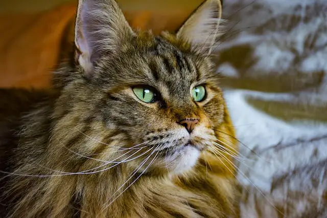 Do Maine Coon Cats Purr? The Answer Might Surprise You