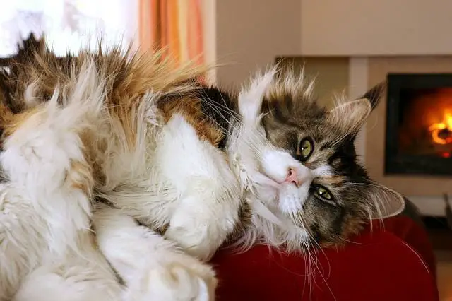 Do Maine Coon Cats Like to Cuddle: Reason Why Maine Coon Are Affectionate and How They Show It