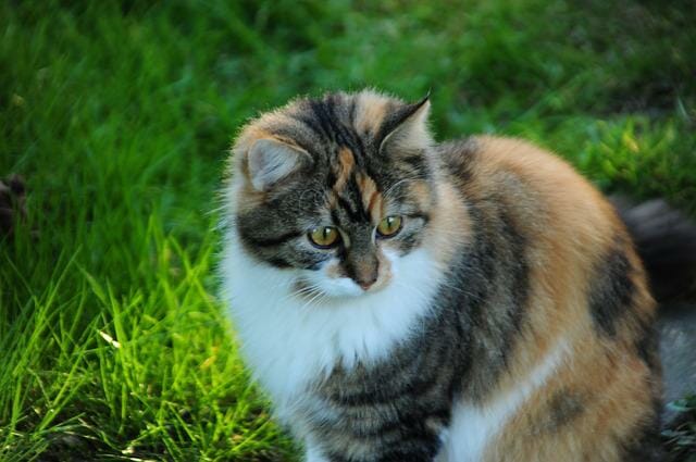 Biggest Maine Coon Cat: Get to Know the Famous Maine Coon Cats