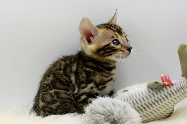 How Much is a Savannah Cat? The Basic Info You Need to Know